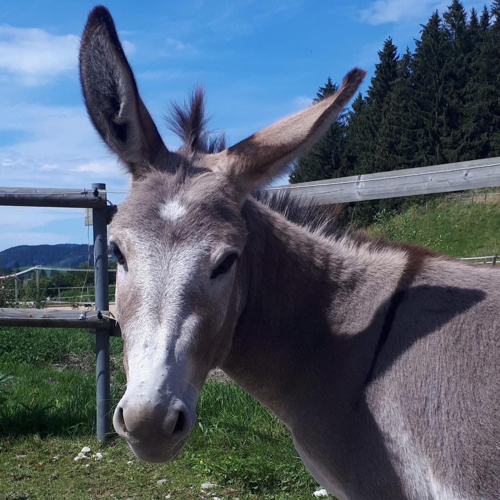 Ferienhof Allgaeumax Füssen Zewnętrze zdjęcie