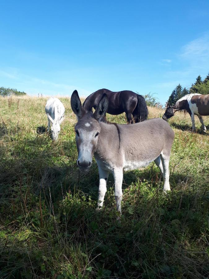 Ferienhof Allgaeumax Füssen Zewnętrze zdjęcie